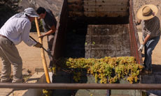 “Puro Pisco” reunirá a más de 30 expositores